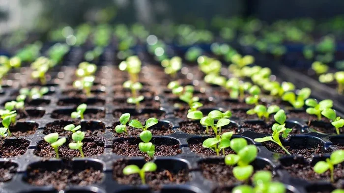 Al in mei zal er een volle moestuin zijn: wat te zaaien in februari voor zaailingen
