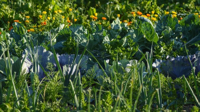 Deze planten kunnen de armste grond brokkelig en vruchtbaar maken: ze moeten zeker worden geplant