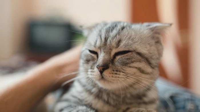 Hoe je merkt dat een kat van je houdt: dierenarts onthult 6 krachtige tekenen