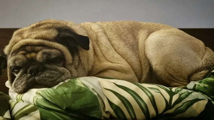 Honden met een ‘schattig’ uiterlijk kunnen ongezond zijn: dierenarts noemt vijf gevaarlijke eigenschappen