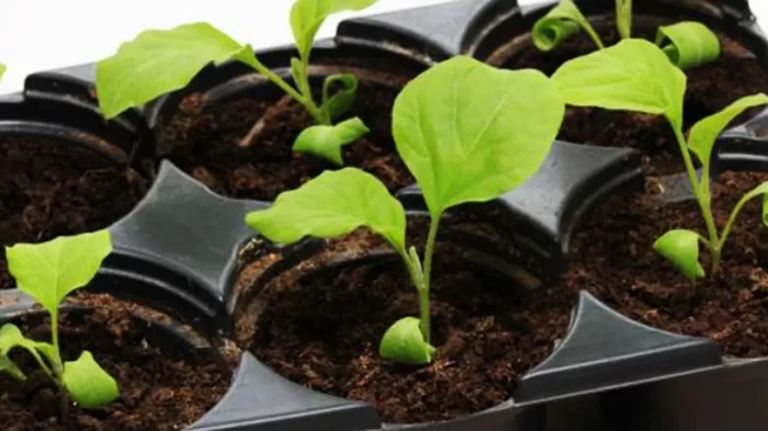 Wanneer aubergines zaaien voor zaailingen: hoe bereken je zelf de timing?